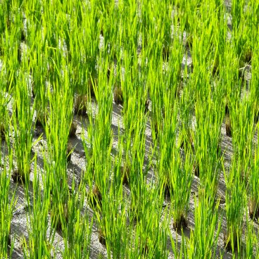 Hida no Sato (Takayama), Rizière 