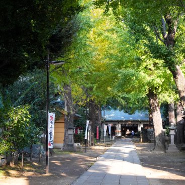 Komagome Tenso-jinja (Tokyo), Allée de ginkgos verts au début du mois de novembre