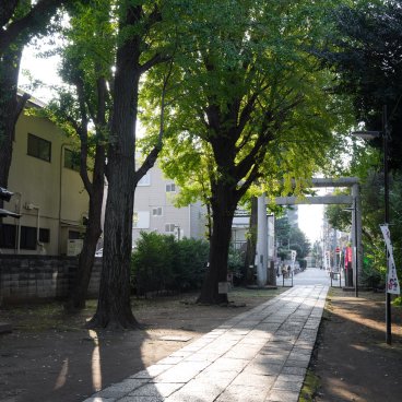 Komagome Tenso-jinja (Tokyo), Allée de ginkgos verts au début du mois de novembre 2
