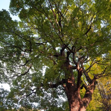Komagome Tenso-jinja (Tokyo), Feuillage du camphrier sacré en automne