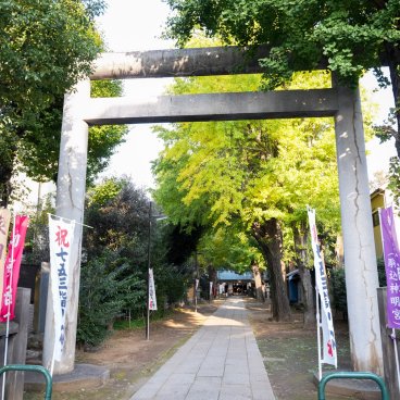 Komagome Tenso-jinja (Tokyo), Vue sur l'allée Sando et ses ginkgos au début du mois de novembre