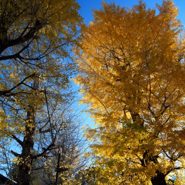 Komagome Tenso-jinja (Tokyo), Grand ginkgo doré en automne