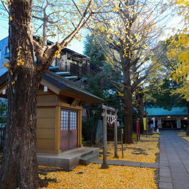 Komagome Tenso-jinja (Tokyo), Allée de ginkgos dorés pendant Icho Matsuri