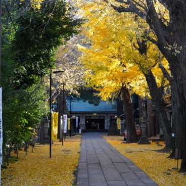Komagome Tenso-jinja (Tokyo), Vue sur le pavillon principal depuis l'allée de ginkgos dorés à l'automne