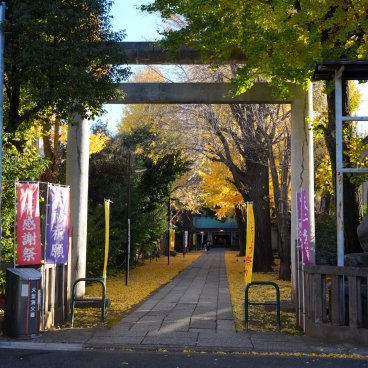 Komagome Tenso-jinja (Tokyo), Entrée du sanctuaire et son allée de ginkgos dorés à l'automne