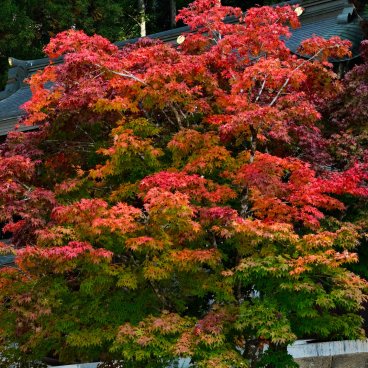 Takayama (Alpes Japonaises), érable rouge du sanctuaire Sakurayama Hachiman-gu à l'automne