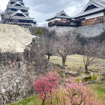 Château de Kumamoto, vue sur le donjon et les pruniers en fleurs depuis la nouvelle passerelle surélevée