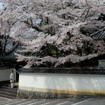 Nanzen-ji (Kyoto), sakura en fleurs à l'entrée du temple fin mars et début avril