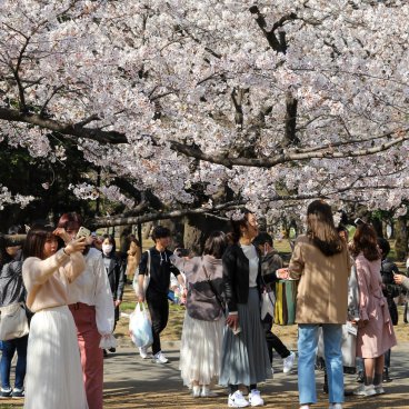 Parc de Yoyogi, Hanami sous les sakura en fleurs fin mars et début avril