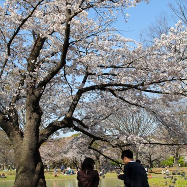 Parc de Yoyogi, Hanami sous les sakura en fleurs fin mars et début avril 2