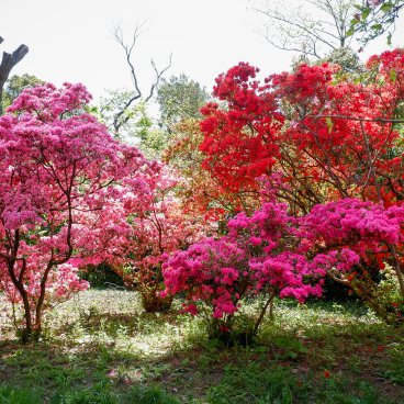 Meiji Jingu Gyoen (Tokyo), azalées en fleurs en avril
