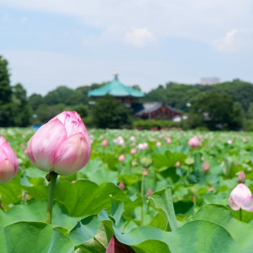 Parc de Ueno, étang de Shinobazu et lotus en été