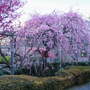 Kameido Tenjin (Tokyo), pruniers en fleurs pendant Ume Matsuri en février
