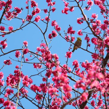 Jardin national extérieur Kokyo Gaien (Tokyo), prunier en fleurs et oiseau zostérops Mejiro en février