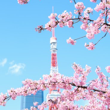 Parc Shiba (Tokyo), cerisier précoce Kawazu en fleurs et Tokyo Tower en février et mars
