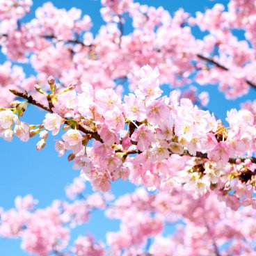 Parc Shiba (Tokyo), cerisier précoce Kawazu en fleurs et Tokyo Tower en février et mars 2