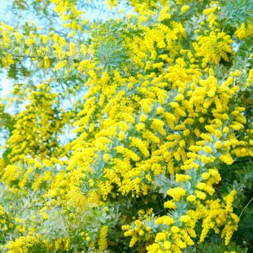 Parc de Yoyogi (Tokyo), mimosa en fleurs en février et mars