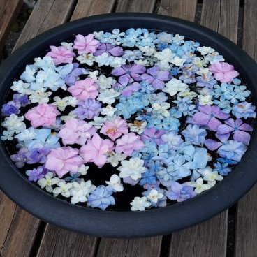 Wonderful Nature Village Ajisai (Akiruno, ouest de Tokyo), bassin de fleurs d'hortensias en juin