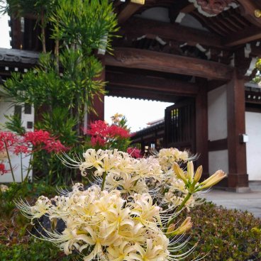 Daisen-ji (Yanaka, Tokyo), lycoris Higanbana rouges et blancs en fleurs en septembre