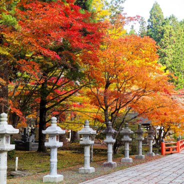 Mont Koya (Wakayama), érables Koyo de couleur rouge début novembre 3