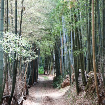 Muko (Kyoto), forêt de bambous à visiter en 2026 