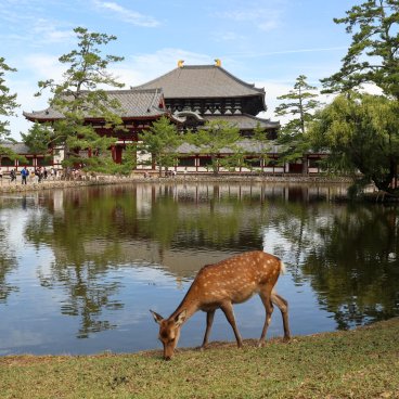 Nara, vue sur le bâtiment du grand Bouddha de Todai-ji depuis le plan d'eau Kagami-ike 