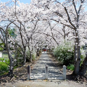Nara, allée de cerisiers en fleurs dans l'enceinte du temple Yakushi-ji à l'ouest de la ville