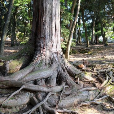 Nara, cerfs Shika couchés dans les racines des arbres du parc de la ville