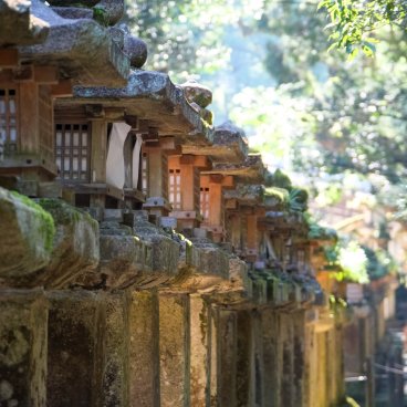 Nara, lanternes en pierre du sanctuaire Kasuga Taisha