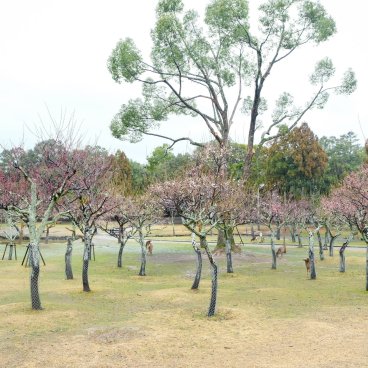 Nara, parc aux pruniers Kataoka Bairin en début de floraison en février