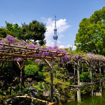 Kameido Tenjin (Tokyo), vue sur la Tokyo Skytree et floraison des glycines de mi avril à début mai