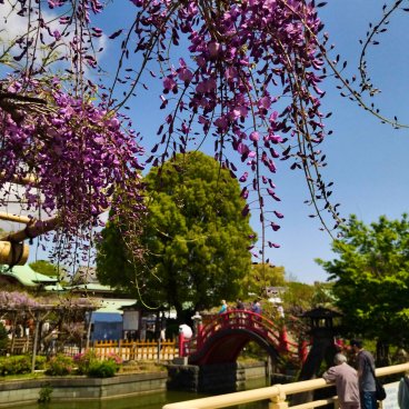 Kameido Tenjin (Tokyo), Fuji Matsuri et floraison des glycines de mi avril à début mai