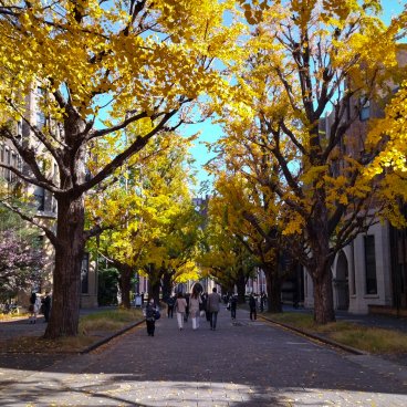 Todai (université de Tokyo), feuillage doré des ginkgos de mi-novembre à début décembre