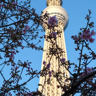 Oyoko-gawa (Tokyo), spot photo de Kawazu avec la Tokyo Skytree au pont Tobu-bashi