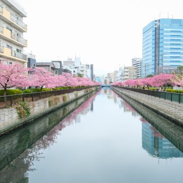 Oyoko-gawa (Tokyo), promenade bordée de cerisiers précoces Kawazu en fleurs 2