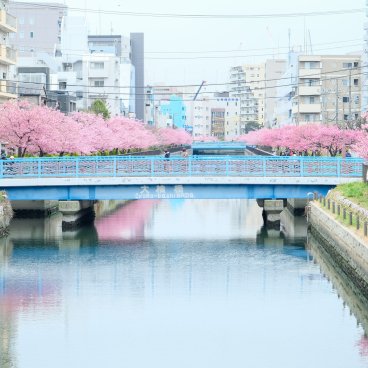Oyoko-gawa (Tokyo), promenade bordée de cerisiers précoces Kawazu en fleurs 3