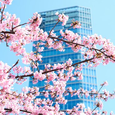 Parc Shiba (Tokyo), floraison du cerisier Kawazu et vue sur la tour Shibakoen Front Tower