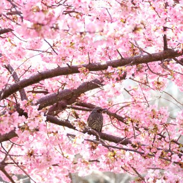 Parc Shiba (Tokyo), cerisier précoce Kawazu en fleurs et oiseau