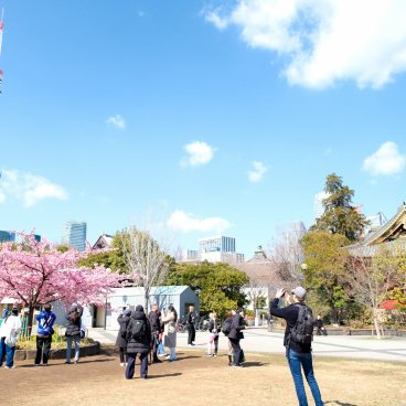 Parc Shiba (Tokyo), cerisier précoce Kawazu en fleurs et spot photo 2