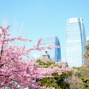 Parc Shiba (Tokyo), floraison du cerisier Kawazu et vue sur les toits du temple Zojo-ji et gratte-ciels