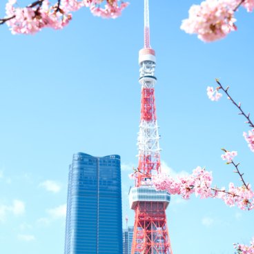 Parc Shiba (Tokyo), floraison du cerisier Kawazu avec vue sur Tokyo Tower et Toranomon Hills 2