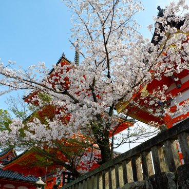 Shunbun no Hi, Cerisier en fleur au temple Kiyomizu-dera à Kyoto