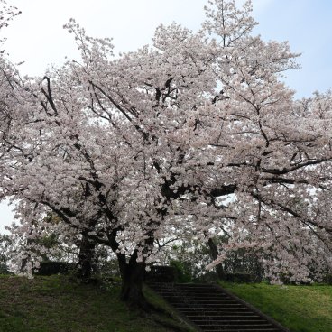 Shunbun no Hi, Cerisiers en fleur au bord de la rivière Kamo-gawa à Kyoto