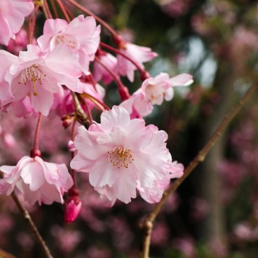 Shunbun no Hi, Fleurs de cerisier au bord de la rivière Kamo-gawa à Kyoto