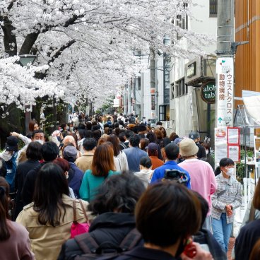 Shunbun no Hi, Foule de Tokyoïtes admirant les cerisiers en fleurs au bord de la rivière Meguro-gawa