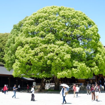 Meiji-jingu (Tokyo), vue sur les camphriers géants et sacrés du sanctuaire au printemps