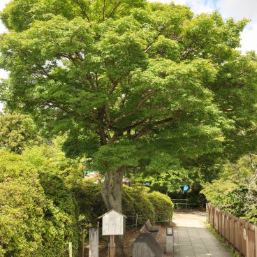 Nagaokakyo (Kyoto), Allée du sanctuaire Nagaoka Tenmangu