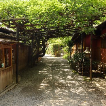 Nagaokakyo (Kyoto), Pergola à glycines au sanctuaire Nagaoka Tenmangu