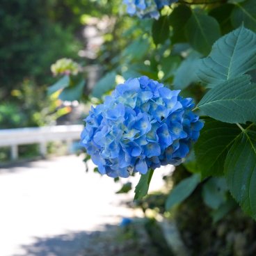Festival des hortensias de la vallée Akigawa (Tokyo), fleur bleue d'hortensia à l'entrée de Minamisawa Ajisai-yama