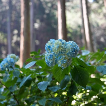 Festival des hortensias de la vallée Akigawa (Tokyo), hortensias bleus sous les cèdres à Minamisawa Ajisai-yama